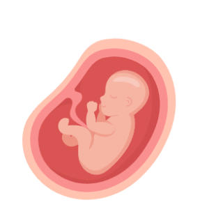 Baby Development Milestones